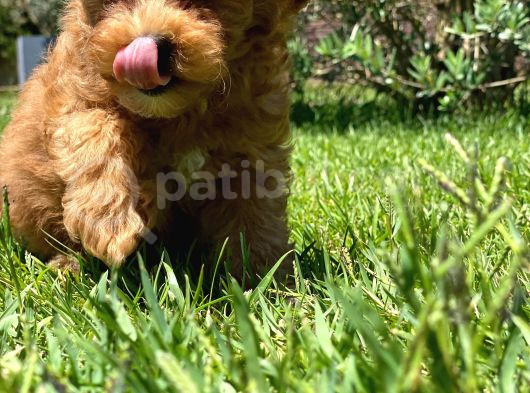 Maltipoo Bebekleri Sizleri Bekliyor görsel