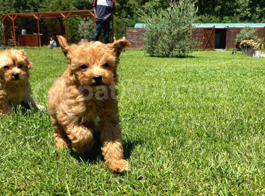 Maltipoo Bebekleri Sizleri Bekliyor görsel