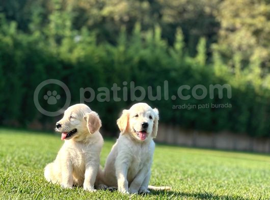 Golden Retriever Yavruları Istanbul görsel