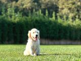 Golden Retriever Yavruları Istanbul