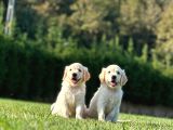 Golden Retriever Yavruları Istanbul