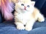 Saf Kan British Shorthair Golden