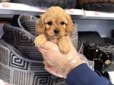 Oyuncak Surat Malti̇poo Yavrularimiz