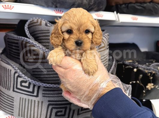 Oyuncak Surat Malti̇poo Yavrularimiz görsel