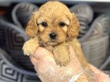 Oyuncak Surat Malti̇poo Yavrularimiz
