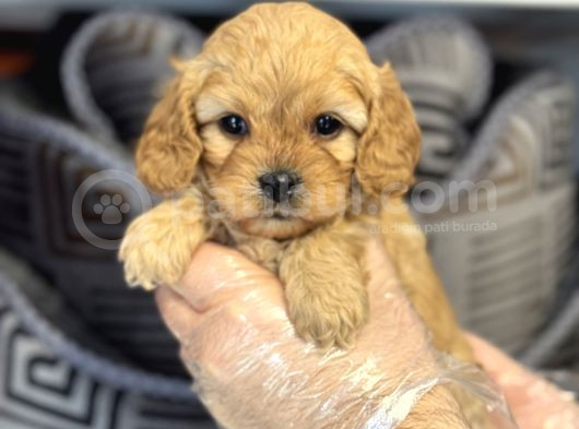 Oyuncak Surat Malti̇poo Yavrularimiz görsel