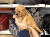 Oyuncak Surat Malti̇poo Yavrularimiz
