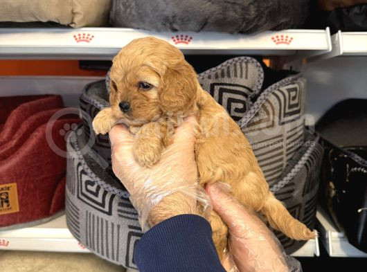 Oyuncak Surat Malti̇poo Yavrularimiz görsel