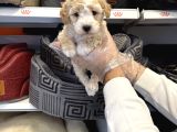 Irk Garantili Maltipoo Yavruları