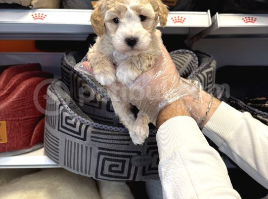 Irk Garantili Maltipoo Yavruları görsel