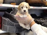 Irk Garantili Maltipoo Yavruları