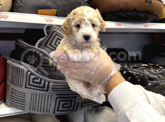 Irk Garantili Maltipoo Yavruları görsel