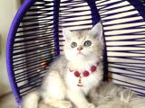 British Shorthair Golden Ay12 Yavrular
