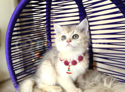 British Shorthair Golden Ay12 Yavrular görsel