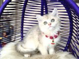 British Shorthair Golden Ay12 Yavrular