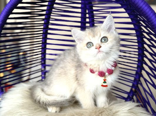 British Shorthair Golden Ay12 Yavrular görsel