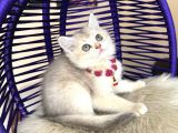 British Shorthair Golden Ay12 Yavrular
