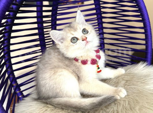 British Shorthair Golden Ay12 Yavrular görsel