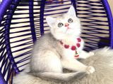 British Shorthair Golden Ay12 Yavrular