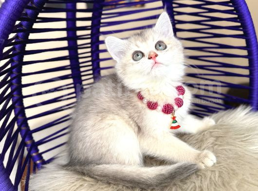 British Shorthair Golden Ay12 Yavrular görsel