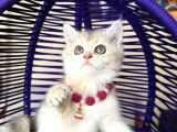 British Shorthair Golden Ay12 Yavrular