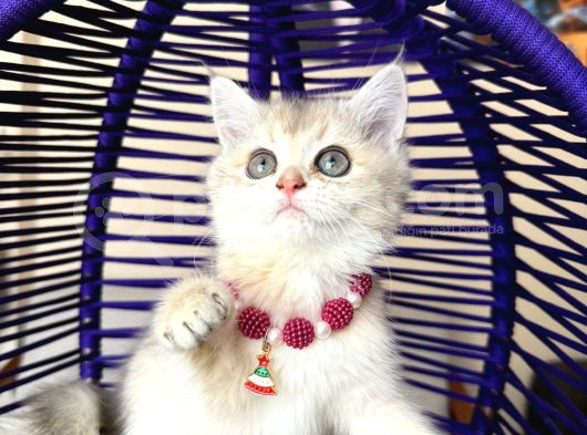 British Shorthair Golden Ay12 Yavrular görsel