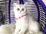 British Shorthair Golden Ay12 yavrular