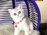 British Shorthair Golden Ay12 Yavrular