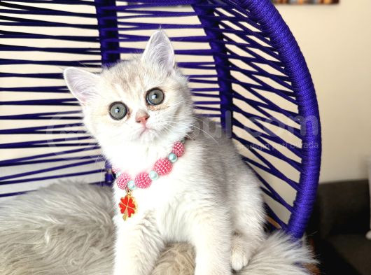 British Shorthair Golden Ay12 Yavrular görsel