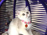 British Shorthair Golden Ay12 Yavrular