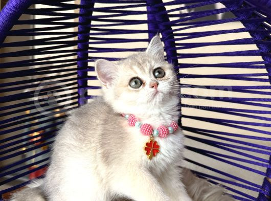 British Shorthair Golden Ay12 Yavrular görsel