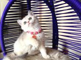 British Shorthair Golden Ay12 Yavrular