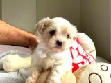 A kalite Maltese terrier yavrularımız