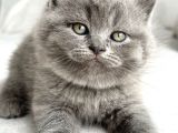 POFİDİK SURAT GRİ BRİTİSH SHORTHAİR