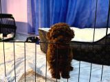 Yavru Safkan kore Toy Poodle - çok uygun