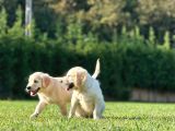Golden Retriever Yavruları Istanbul