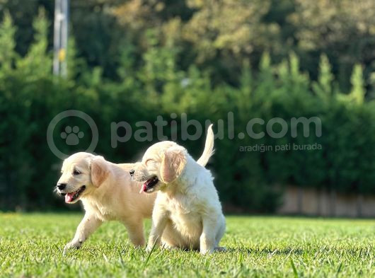 Golden Retriever Yavruları Istanbul görsel