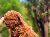 Toy Poodle Orji̇nal Safkan