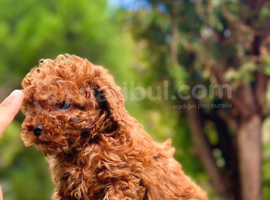 Toy Poodle Orji̇nal Safkan görsel