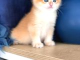 A kalite BRİTİSH SHORTHAİR GOLDEN  yavrular