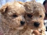 En Sevimli Malti̇poo Bebekler Doğdu