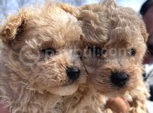 En Sevimli Malti̇poo Bebekler Doğdu görsel