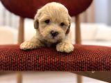 Maltipoo Bebeğim