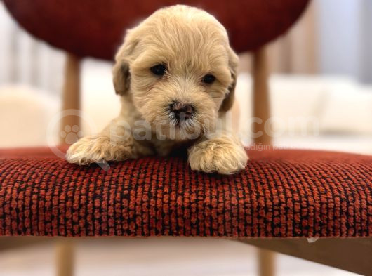 Maltipoo Bebeğim görsel