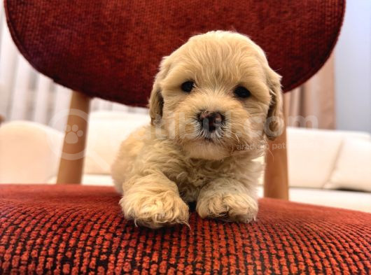 Maltipoo Bebeğim görsel