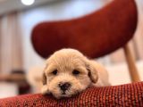 Maltipoo Bebeğim