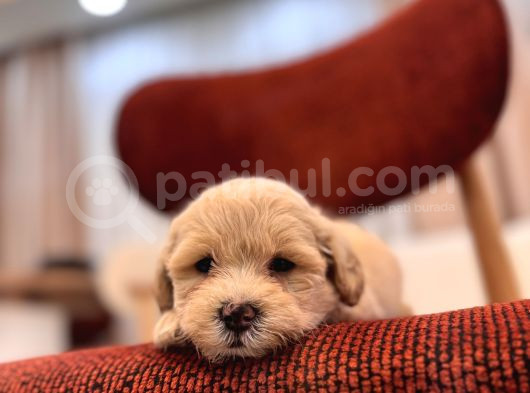 Maltipoo Bebeğim görsel