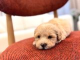 Maltipoo Bebeğim