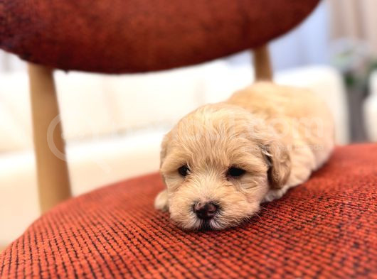 Maltipoo Bebeğim görsel