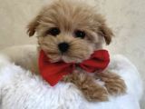 Papyonlu Malti̇poo Yavrulari